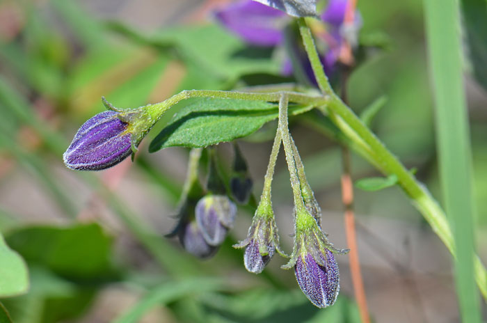 Fendler's Horsenettle is not a desert species as it grows from 6,500 to 9,000 feet in elevation. Relatively rare in the United States where it is found in AZ, NM, TX. Solanum fendleri